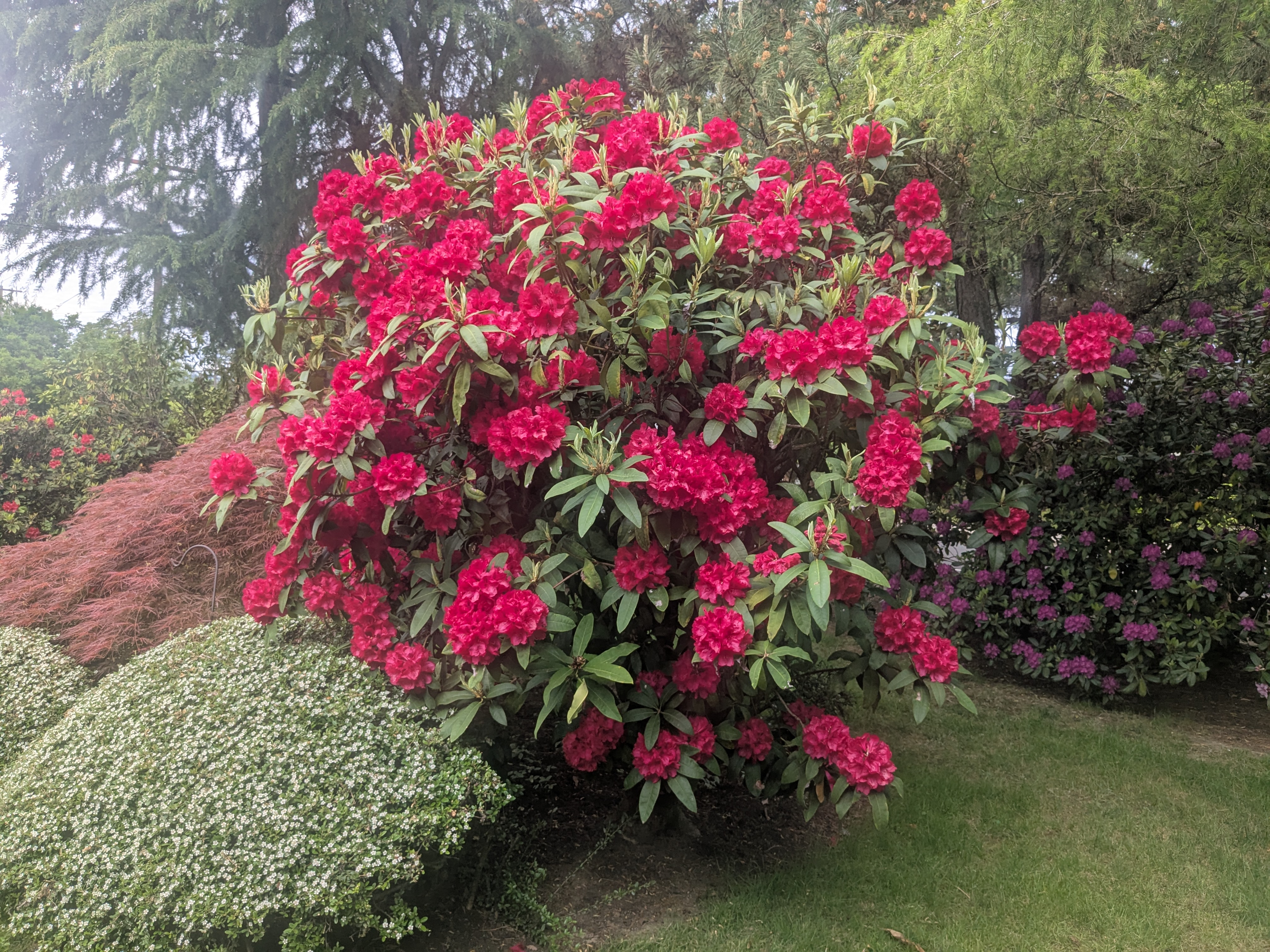 Rhododendron Garden Care